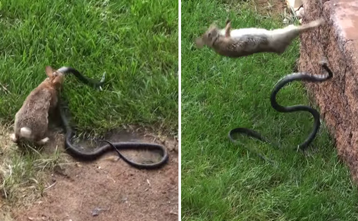 Videó! A nyuszi leszámolt a kígyóval, hogy megvédje kölykeit