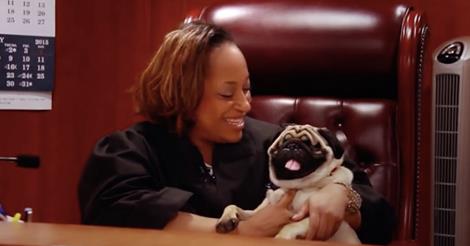Vak mopsz kutyus lett hűséges kedvence egy bírónőnek - videó