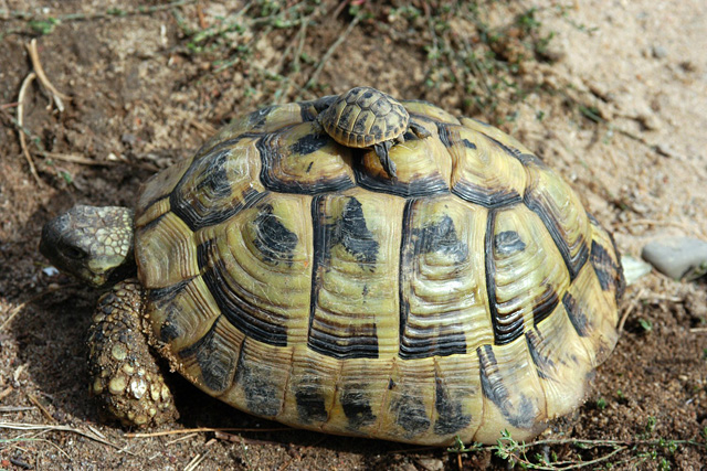 Visszatértek élőhelyükre a csempészektől lefoglalt görög teknősök