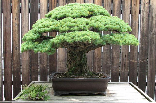 A 390 éves bonsai még Hirosimát is túlélte