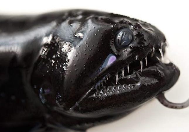 A félelmetes fekete sárkányhal