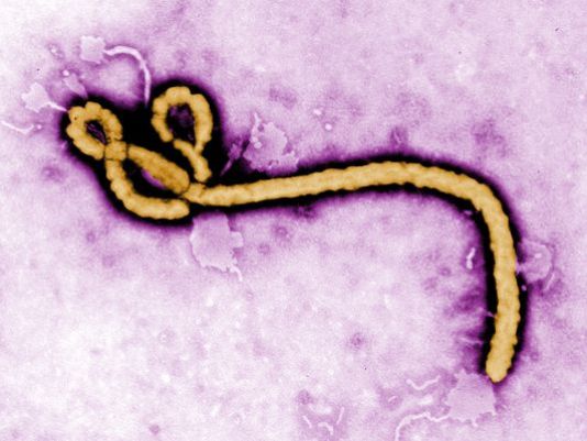 Ebola – A vírus terjedését modellezték az SZTE matematikusai