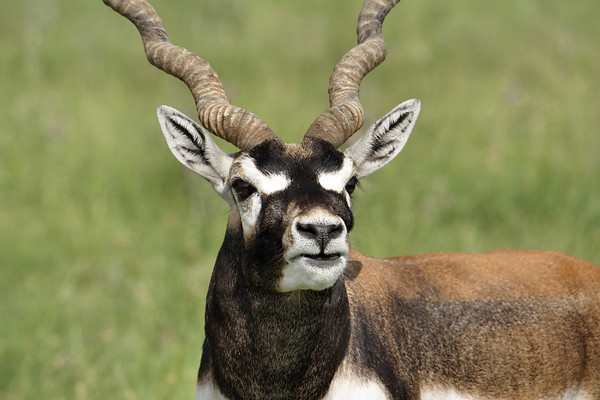 Öt indiai antilop született a Nyíregyházi Állatparkban