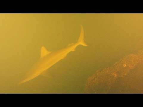 Víz alatti vulkánban élő cápákra bukkantak! – videó
