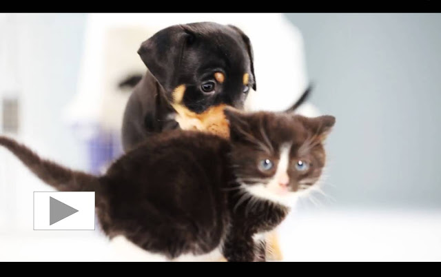 Egy csapat kiskutya és kiscica első találkozása - videó