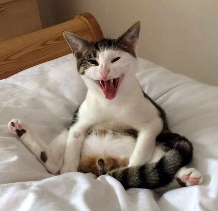 Egy cica arra ébredt, hogy megszabadították a férfiasságától