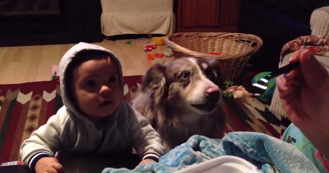 Ilyen mikor a család kutyája előbb szólal meg, mint a baba – videó