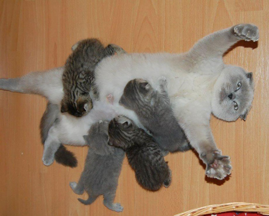 Egy macska képén keresztül láthatjuk, milyen nehéz az anyaság