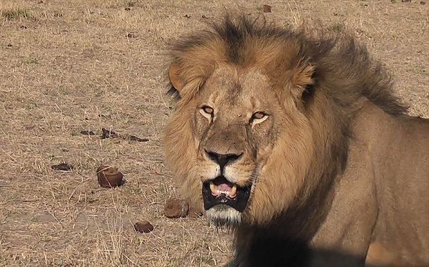 Kegyetlenül levadászta Afrika leghíresebb oroszlánját egy amerikai fogorvos