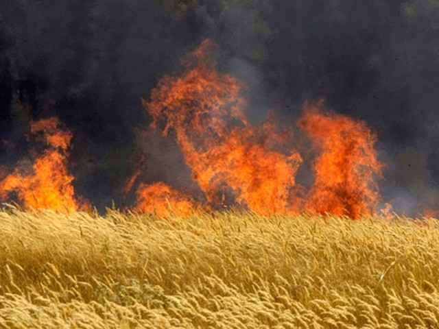 Eloltották a tüzet a Győr és Bőny közötti gabonatáblán