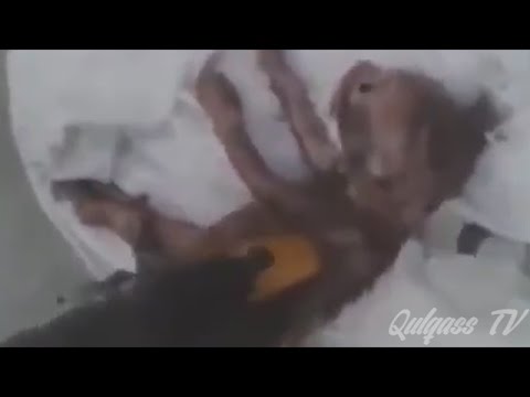 Szívmasszással hozta vissza a kiscicát a halálból a tűzoltó – videó