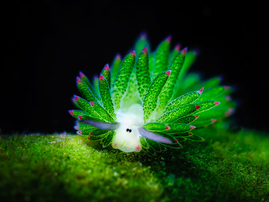 Felbukkant az interneten még egy aranyos tengeri teremtmény