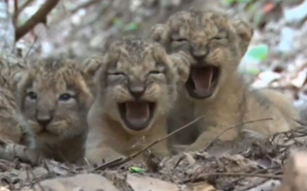 Tizenegy ázsiai oroszlán született Indiában - videó