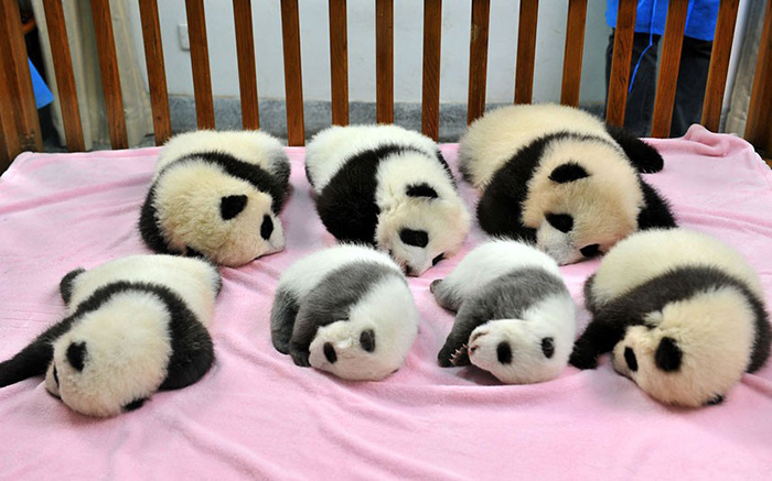 A világ legaranyosabb helye a pandabölcsőde