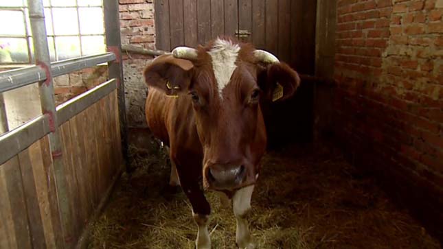 Előkerült Matylda a 2 éve szökésben lévő tehén