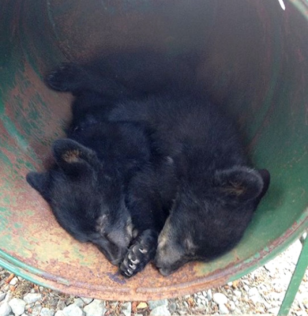 Állásába került egy kanadai természetvédőnek, hogy megmentett két medvebocsot - videók