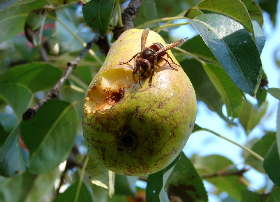 Mit tegyünk a gyümölcseinket pusztító darazsakkal?