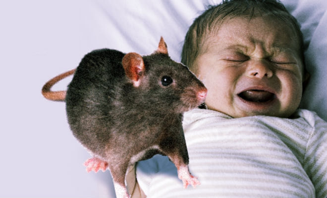 Patkányok marcangolták halálra a 10 napos újszülöttet a kórházban - megrázó fotók 18+