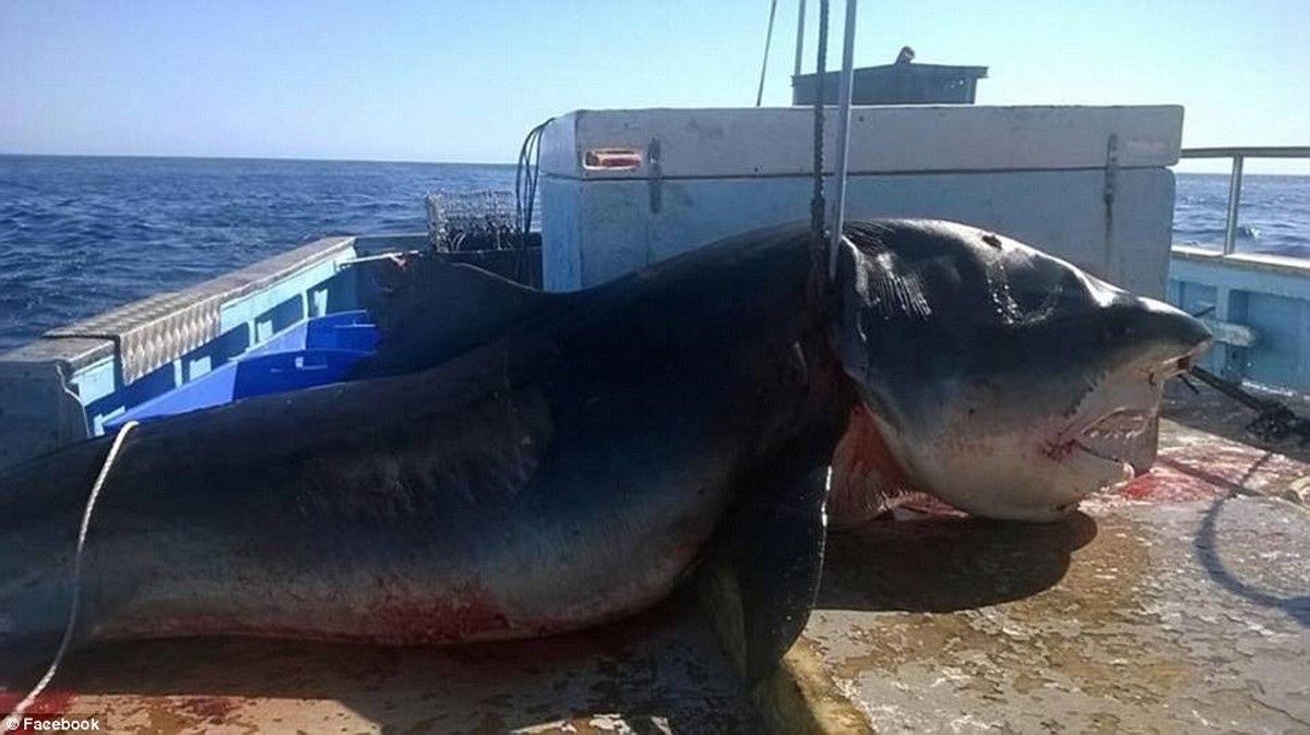 6 méter hosszú cápát húztak fel egy halászhajóra