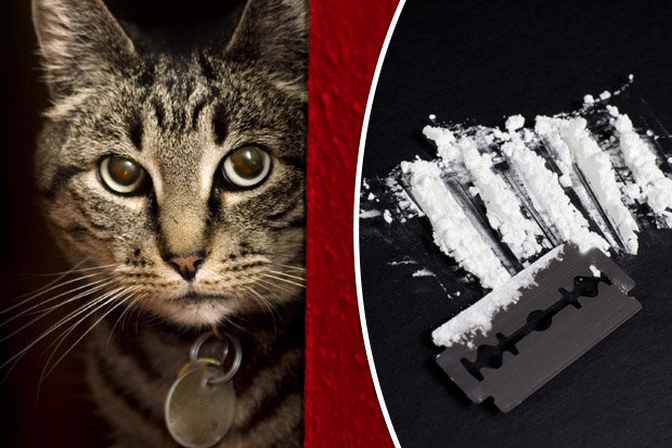 Kegyetlen! Belehalt a cica, akivel egy bulin kokaint szippantattak fel