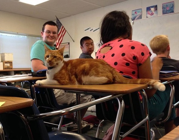 Diák lett az iskolában kóborló macskából