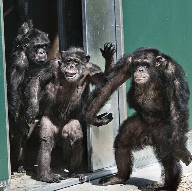 Szívszorító – 30 év után először léphettek a szabadba a laboratóriumi csimpánzok - videó