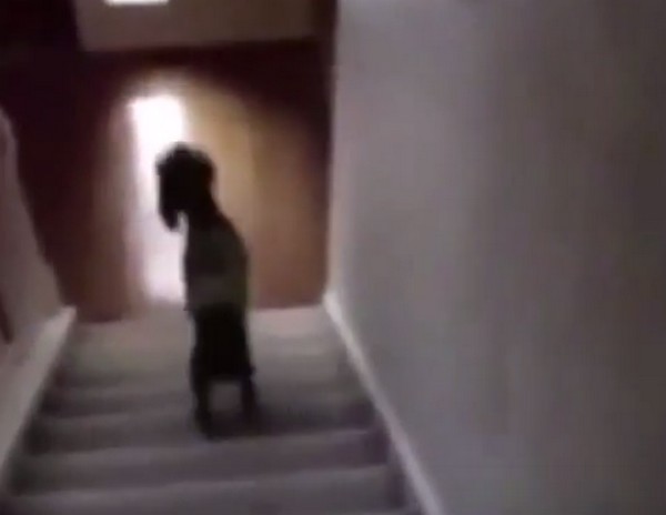 Hatalmasat esett a kutya, aki csak szimplán megijedt a hangtól- videó