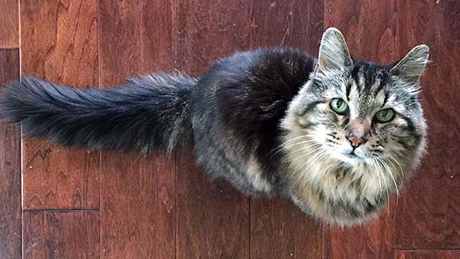 Ez a 26 éves maine coon cica lett a világon a legidősebb macska