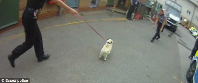 Újra látja gazdáját az ellopott mopsz kutyus- megható videó