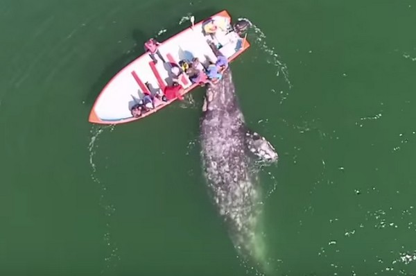 Elképesztő légi felvétel- így közelednek simogatásért a nagy szürke bálnák a csónakhoz- videó