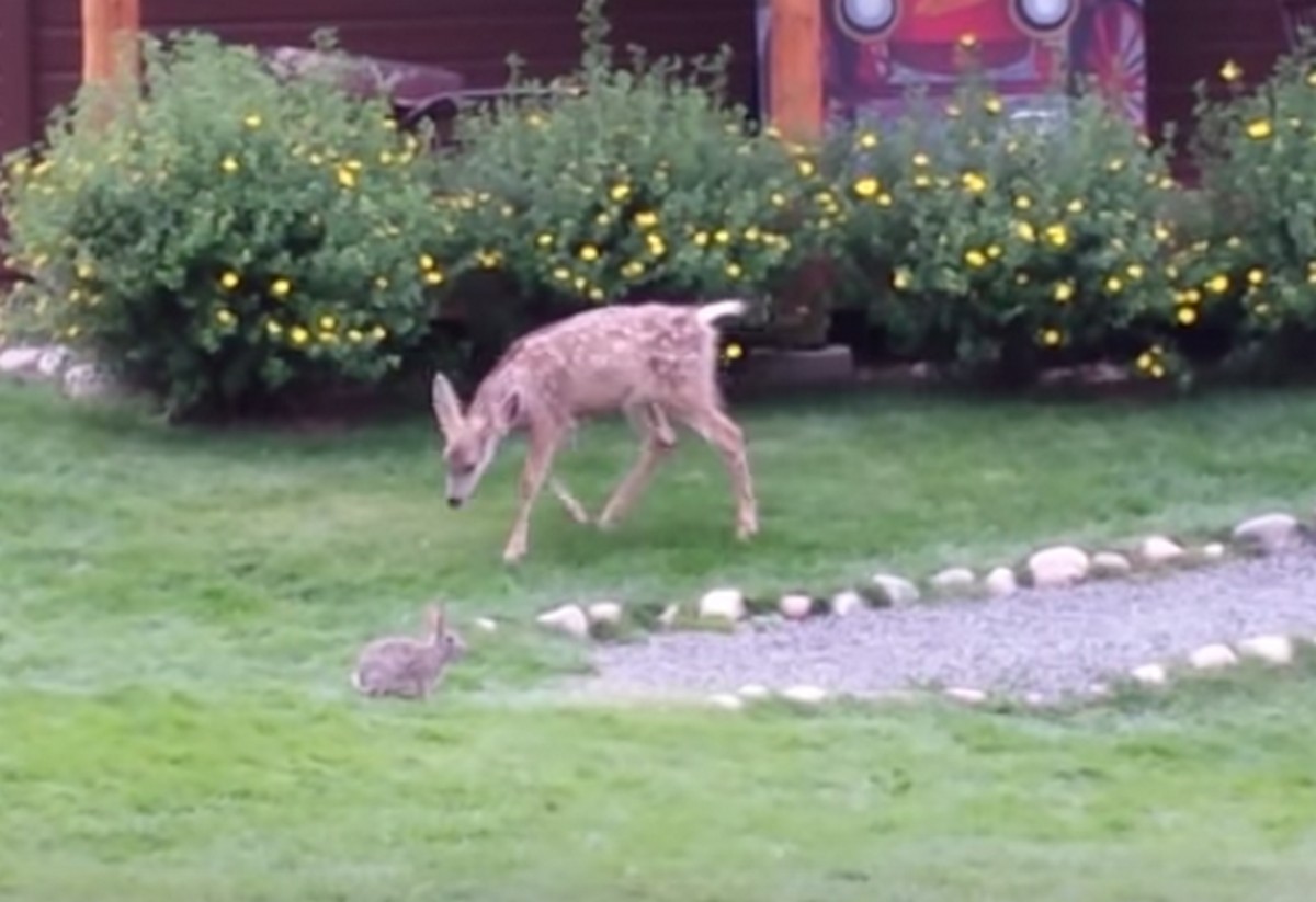 Imádnivaló felvétel! IGAZI Bambi és nyúl haver játszik együtt