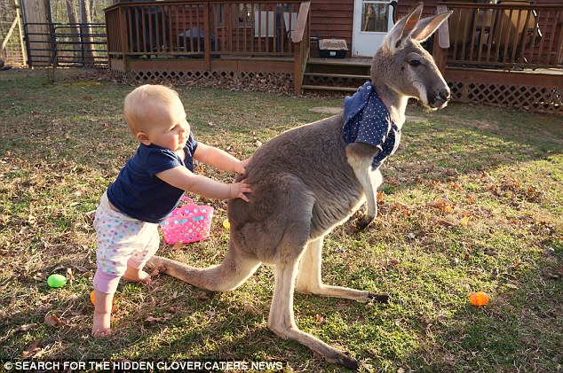 Elválaszthatatlan barátok lettek az 1 éves kislány és a kenguru