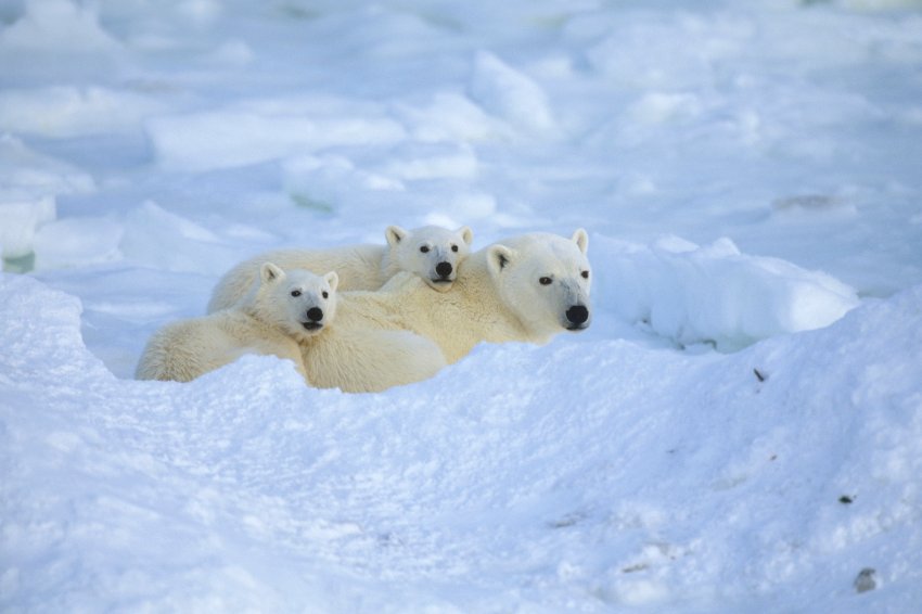 Szabotálja a jegesmedve-számlálást Oroszország
