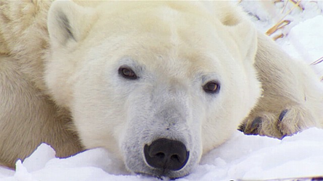 Sokkoló fotó egy jegesmedvéről, aki a globális felmelegedés áldozatává vált