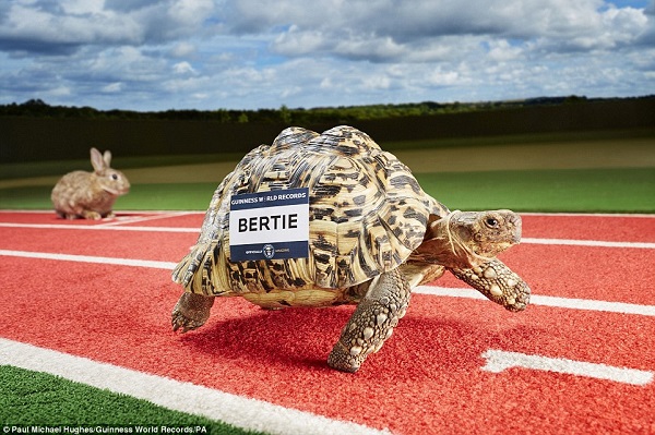 Sprintelő teknős, kertitörpe-sereg és zöldségszörnyek az új Guinness-rekordok könyvében
