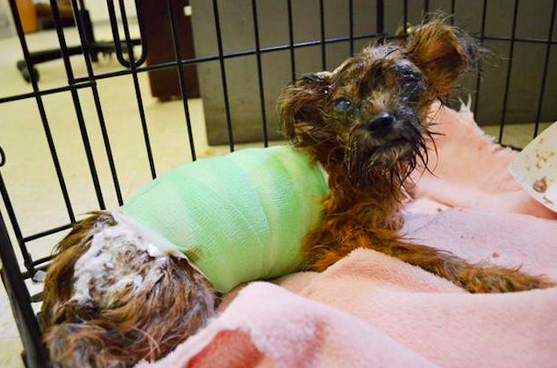 Túlélte a 4 hónapos kutyus, akit savval öntöttek le! - megrázó fotók 18+