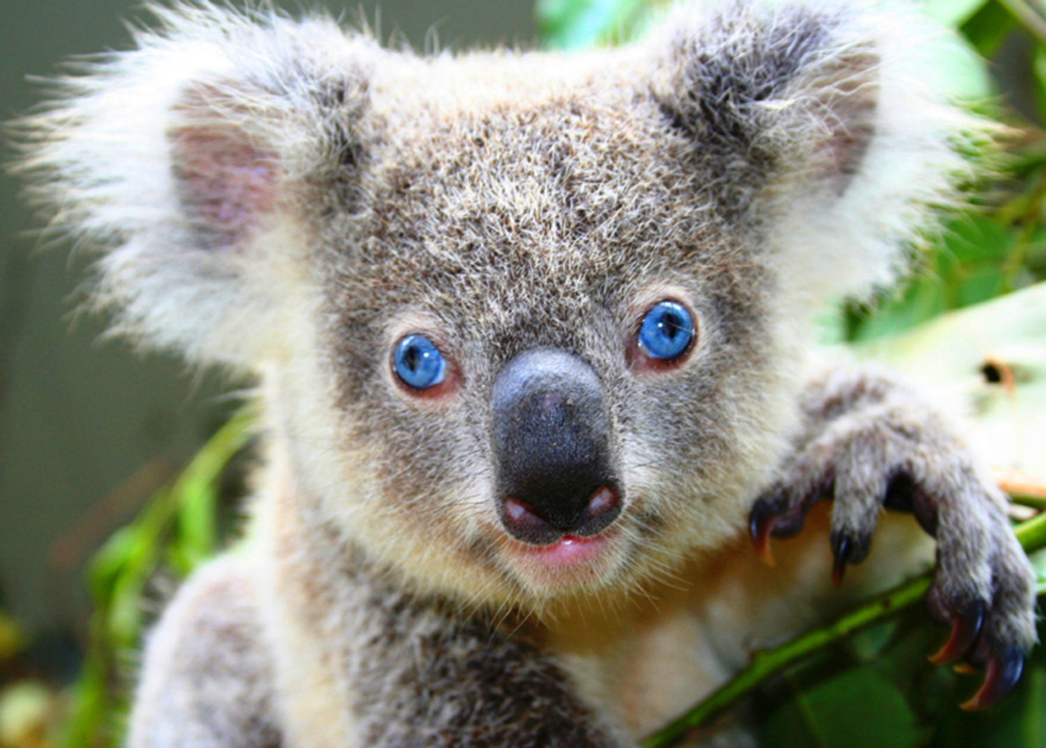 Szomorú - irtani kell a túlszaporodott koalákat Ausztráliában