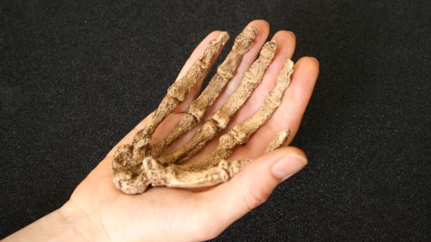 Eszközhasználó lehetett a Homo naledi, az ember távoli 