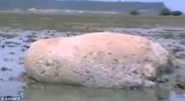 Bizarr lényt sodort partra a víz a fukusimai cunami után – videó
