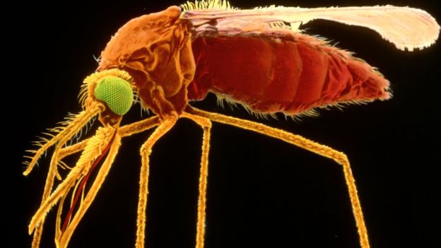 A malária gyógyszerrezisztens kórokozója jelenthet új fenyegetést Afrikában