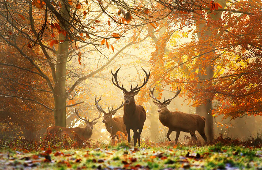 Állatok, akik élvezik az őszi varázslatot