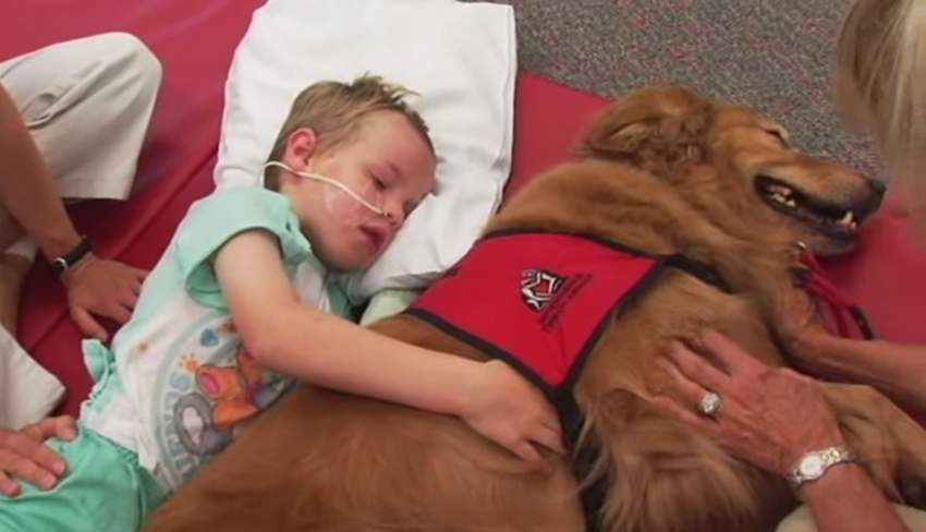 Terápiás kutyus gyógyította meg a balesetben lebénult kisfiút - videó