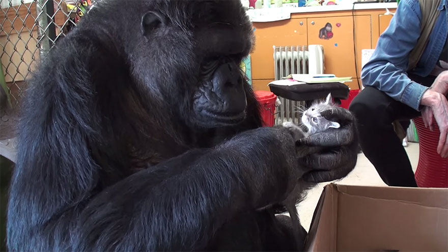 A 44 éves meddő gorilla kiscicákat kapott születésnapjára