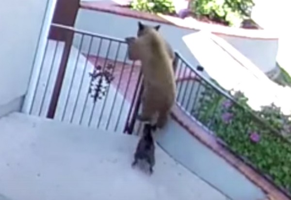 Francia bulldog, aki 3 medvét kergetett el a kertből- videó