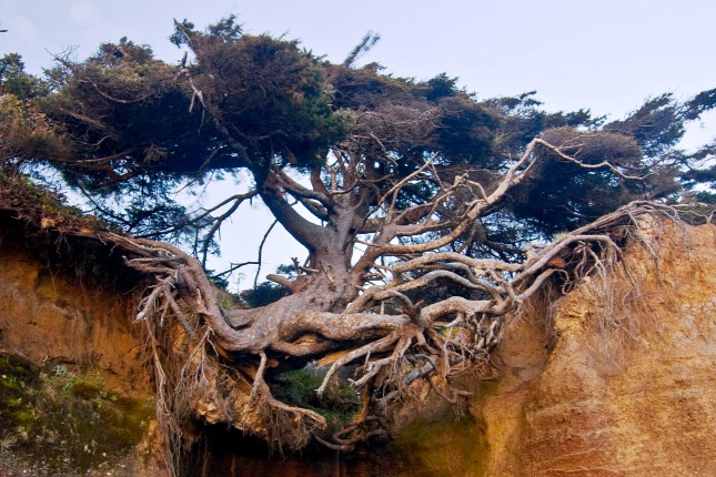 Az élet fája harcol a gravitációval az életéért