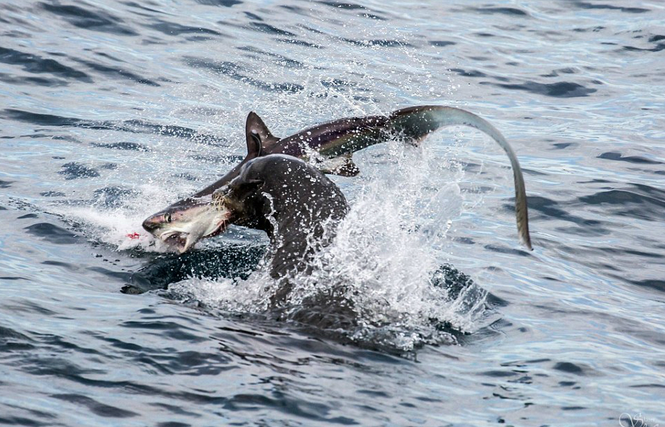 Oroszlánfóka ette meg a rátámadó cápát – elképesztő képek