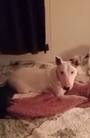Felhőtlen öröm- életében először fekszik ágyban a kutyus- így reagál rá- videó