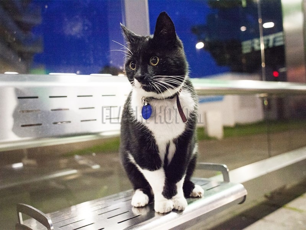 Legendává vált a holland cica, aki 10 évig várta a villamost – videó