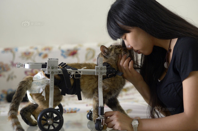 Kerekesszéket épített a lány a beteg cicájának – megható fotók