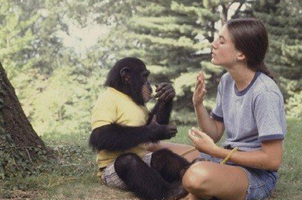 Szívszorító dolgot tett a csimpánz, amikor gondozója elmutogatta, hogy elvesztette a babáját